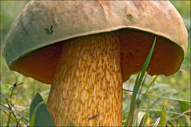 Image of Lurid bolete