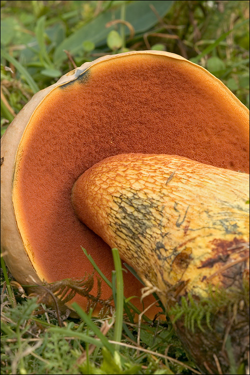 Image of Lurid bolete