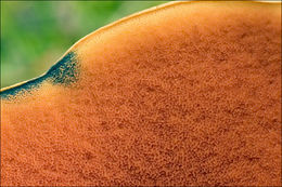 Image of Lurid bolete