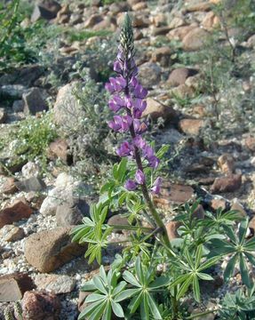 Image of Arizona lupine