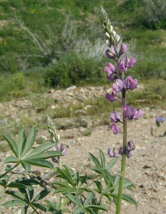 Imagem de Lupinus arizonicus (S. Watson) S. Watson