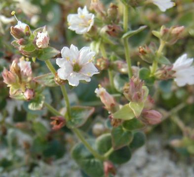 Image of wishbone-bush