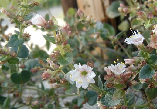 Image of wishbone-bush