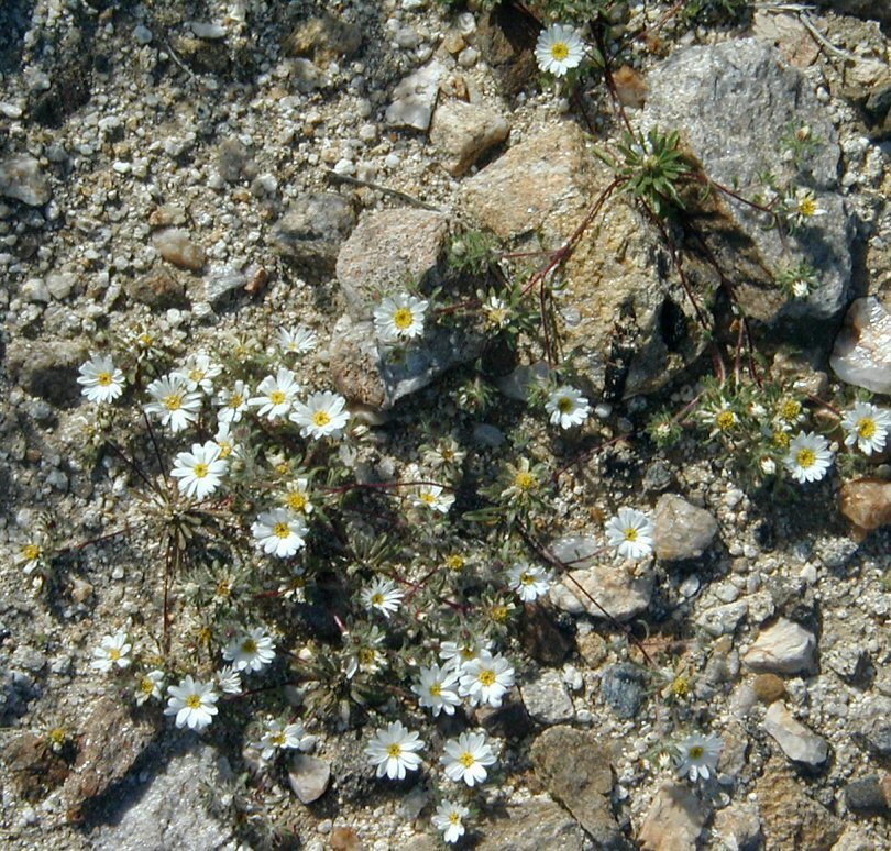 Imagem de Monoptilon bellioides (A. Gray) H. M. Hall