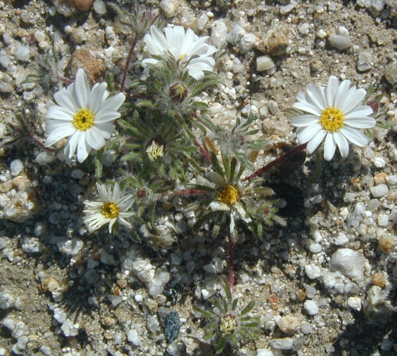 Imagem de Monoptilon bellioides (A. Gray) H. M. Hall