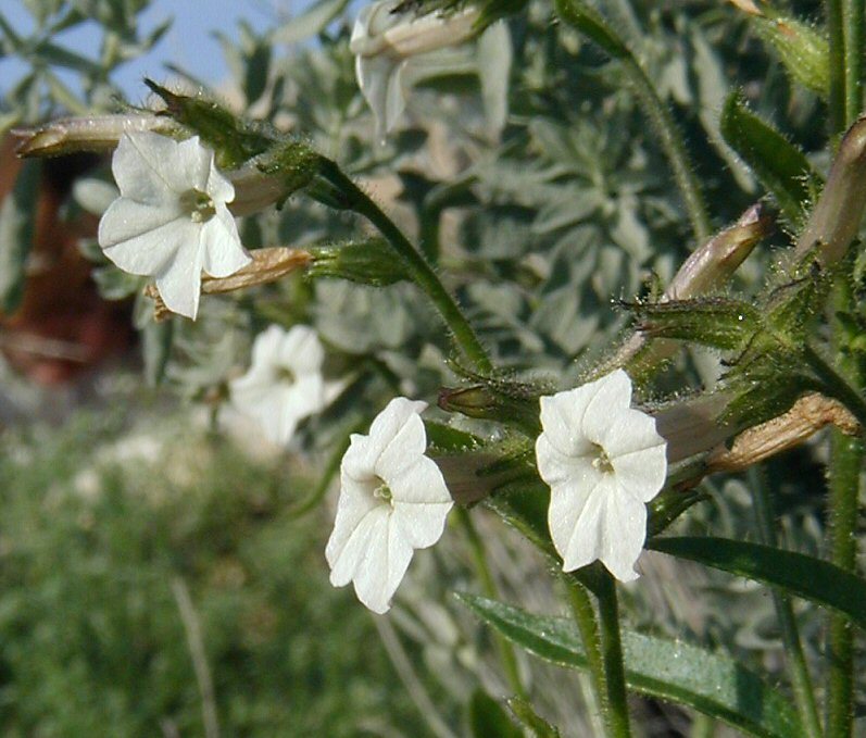 Image of Cleveland's tobacco