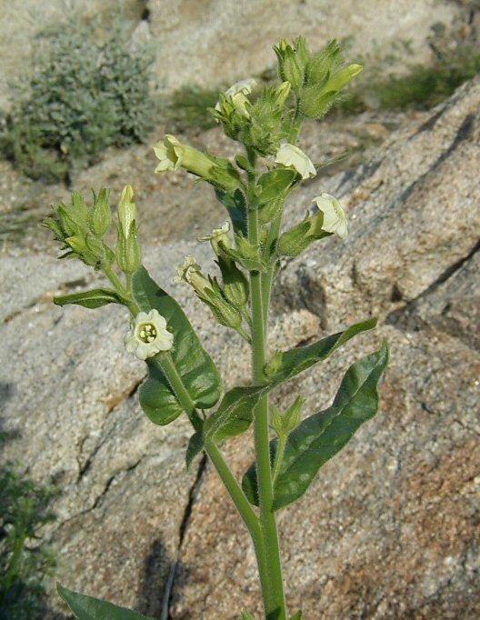 Image of desert tobacco,