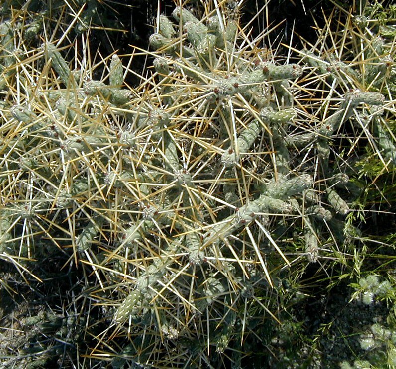 Imagem de Cylindropuntia ramosissima (Engelm.) F. M. Knuth