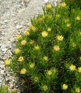 Image of Schott's pygmycedar