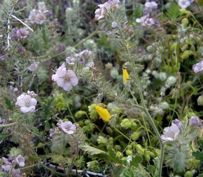 Imagem de Phacelia cicutaria var. hispida (A. Gray) J. T. Howell