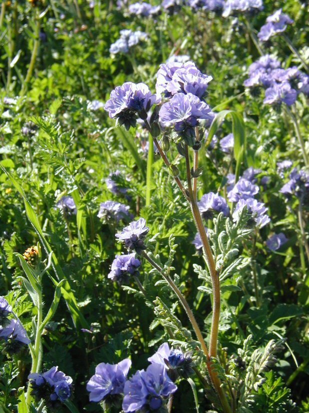 Phacelia ciliata Benth.的圖片