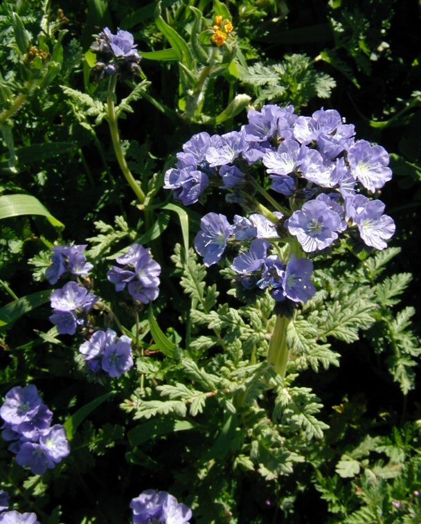 Phacelia ciliata Benth.的圖片