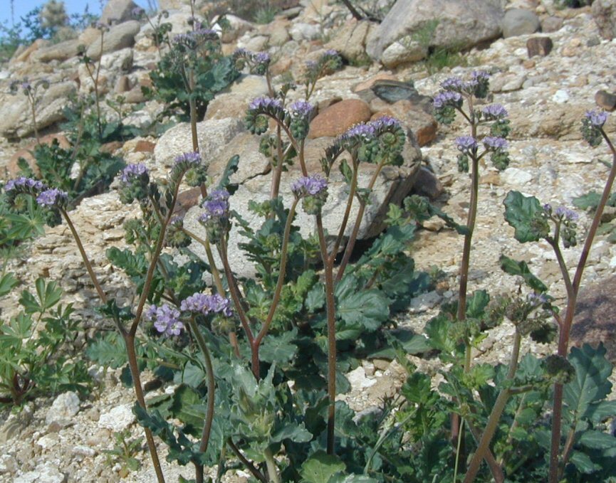 Image of <i>Phacelia crenulata</i> var. <i>minutiflora</i>