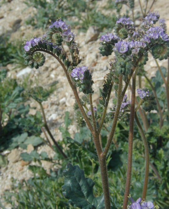 Image of <i>Phacelia crenulata</i> var. <i>minutiflora</i>