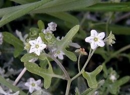 Image of white fiestaflower