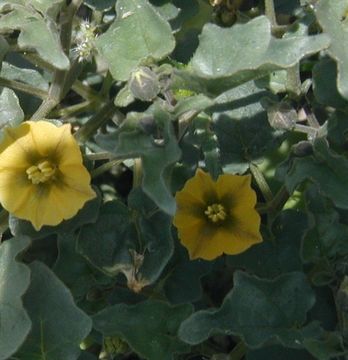 Image of yellow nightshade groundcherry