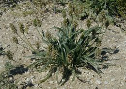 Image of blond plantain