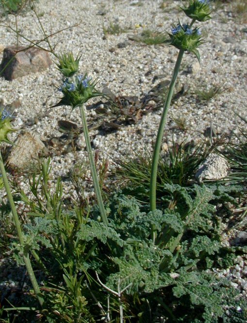 Imagem de Salvia columbariae Benth.