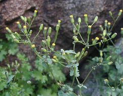 Image of Mojave ragwort