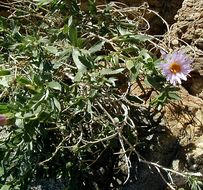 Image of Orcutt's aster