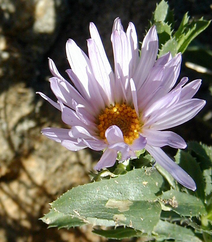 Image of Orcutt's aster