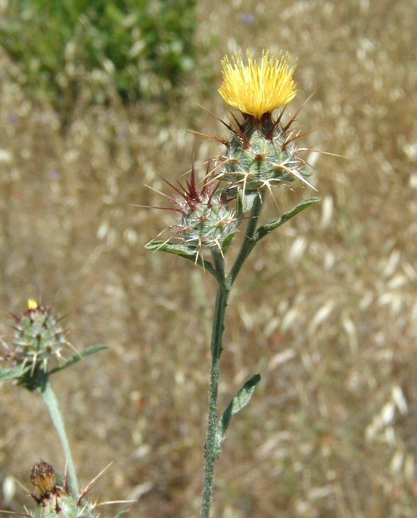 Imagem de Centaurea melitensis L.