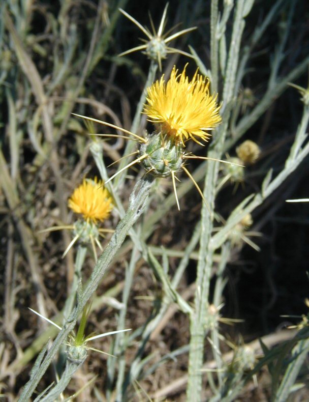 Image of yellow star-thistle