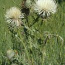 Image of <i>Cirsium <i>cymosum</i></i> var. cymosum