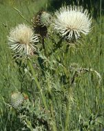 Image of <i>Cirsium <i>cymosum</i></i> var. cymosum