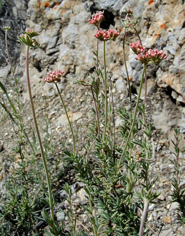 Imagem de Eriogonum fasciculatum var. foliolosum (Nutt.) S. Stokes ex Abrams