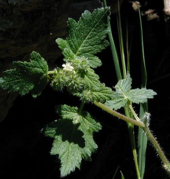 Image of stinging phacelia