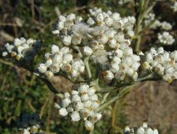 Image of ladies' tobacco