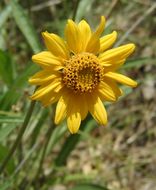 Imagem de Helianthella californica subsp. nevadensis (Greene) W. A. Weber