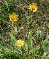 Imagem de Helianthella californica subsp. nevadensis (Greene) W. A. Weber