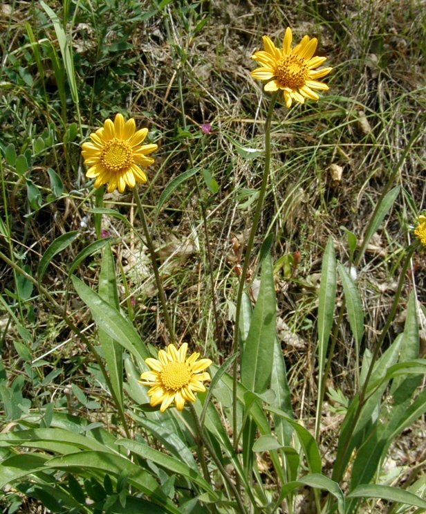 Image of Nevada helianthella