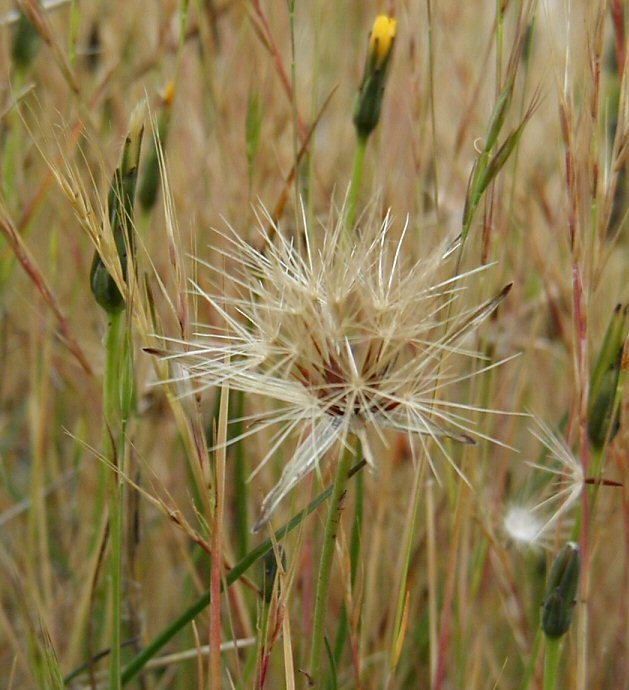 Image of smooth cat's ear