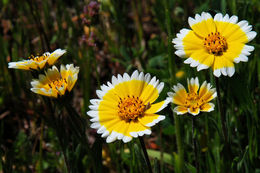 Image of coastal tidytips