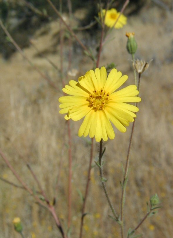 Слика од Madia elegans D. Don