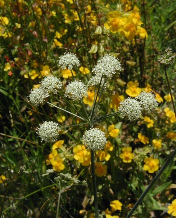 Image de Perideridia californica (Torr.) A. Nels. & J. F. Macbr.