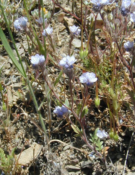 Imagem de Phacelia breweri A. Gray