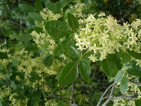 Image de Ptelea crenulata Greene