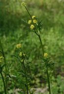 Imagem de Sanicula bipinnata Hook. & Arn.