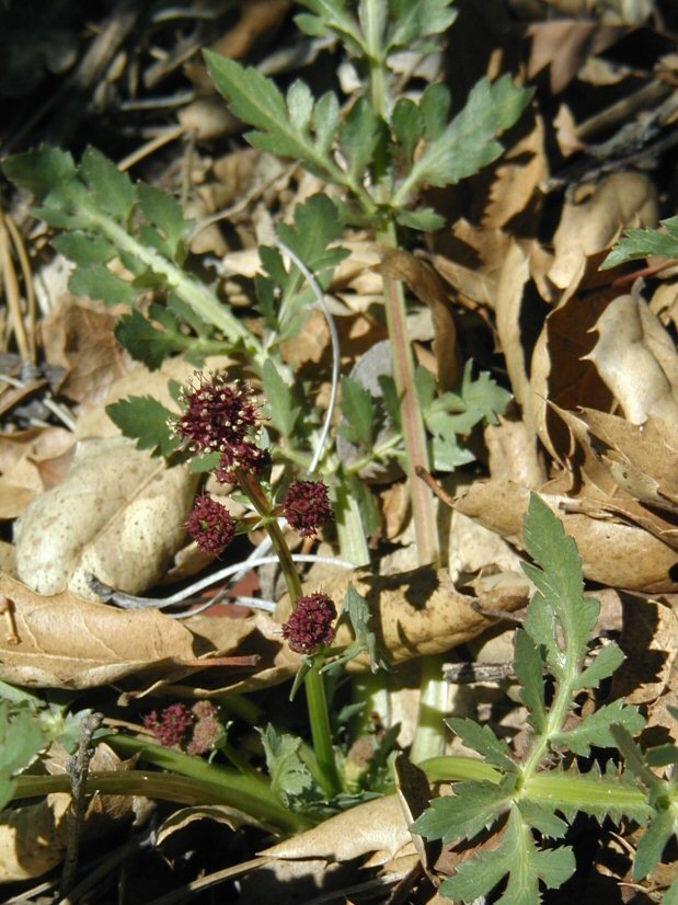 Imagem de Sanicula bipinnatifida Dougl.