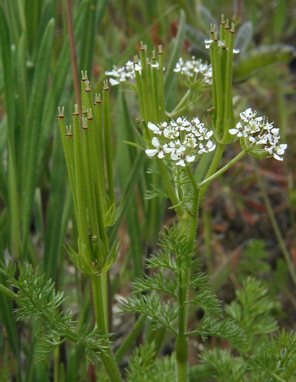 Image de peine de vénus