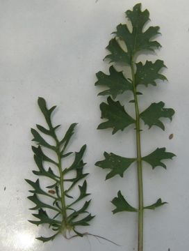 Image of Brewer's ragwort