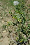 Image of groundsel