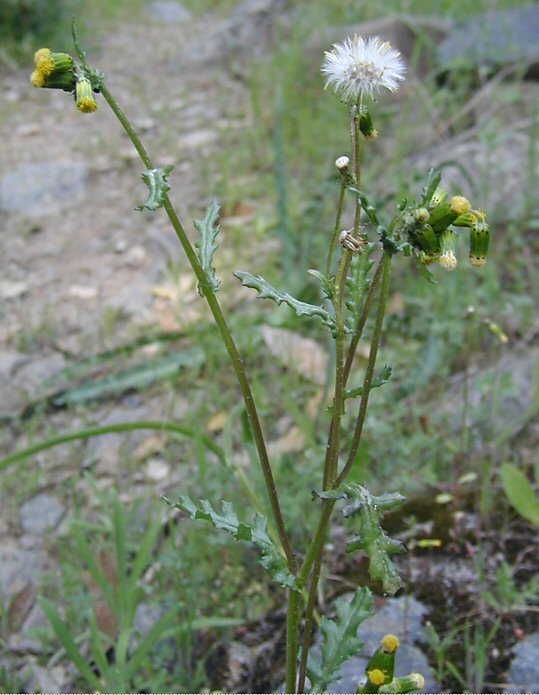 Image of groundsel