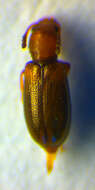 Image of Salpinginae