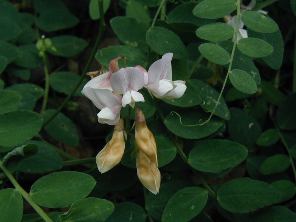 Image of Pacific pea