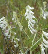 Imagem de Vicia villosa subsp. varia (Host) Corb.